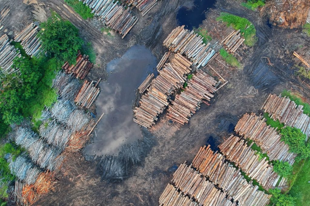 World Land Trust's nature reserves prevent more extreme deforestation