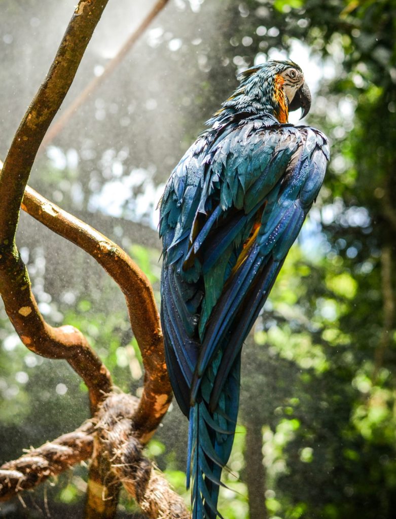 blue macaws live in World Land Trust nature reserves